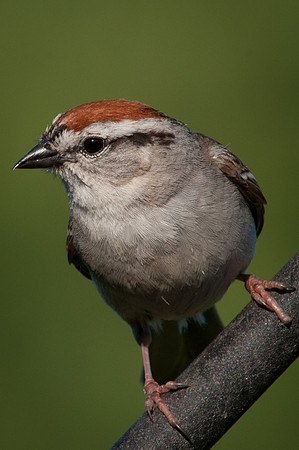 Chipping Sparrow