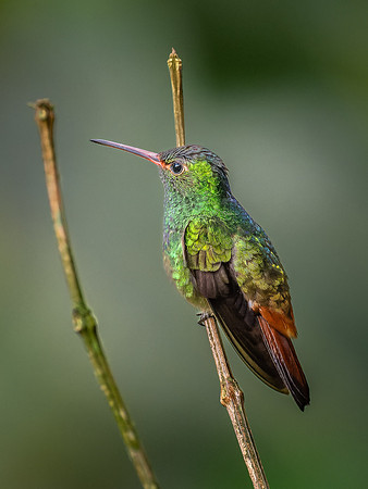 Rufous-tailed Hummingbird