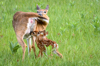 Nursing the Twins