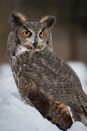 Great Horned Owl