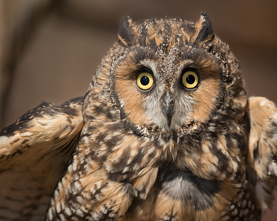 Long Eared Owl
