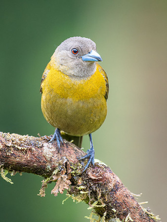 Common Chlorospringus
