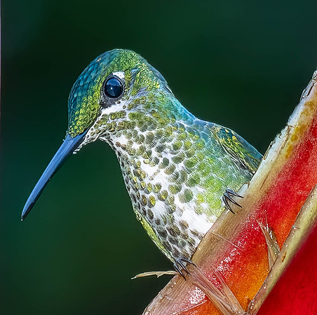 Green-crowned Brilliant, Juvenile