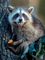 Raccoon Eating a Persimmon