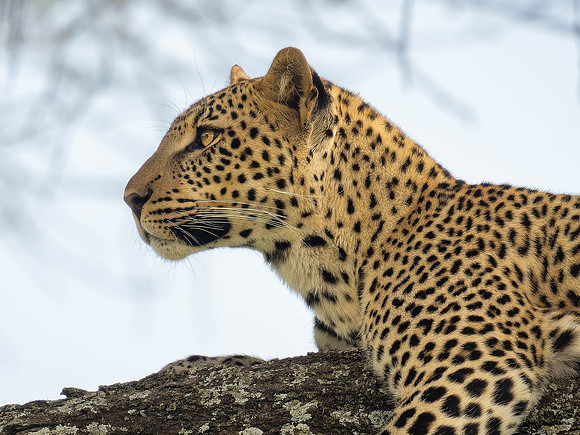 Leopard