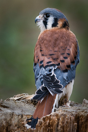 Kestral Falcon