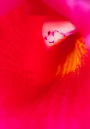 Redheart Neptune Orchid