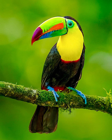 Kiel-billed Toucan