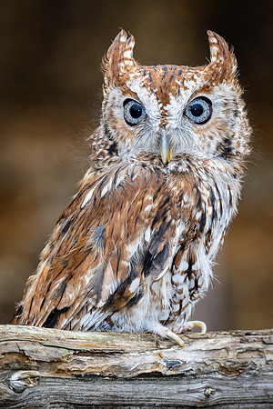 Eastern Screech Owl - Red