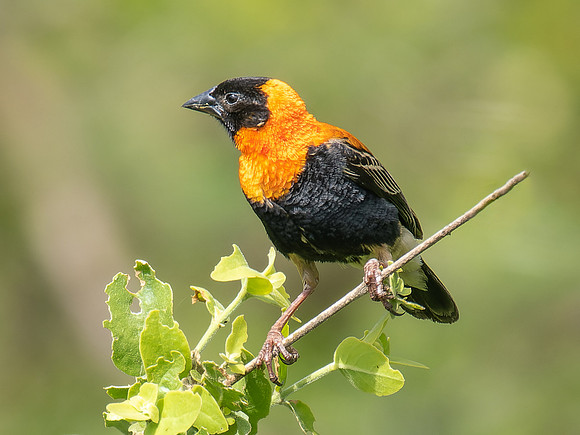 Black Bishop
