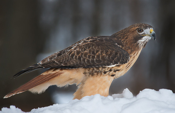 Red Tailed Hawk