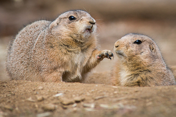 Prairie Dogs