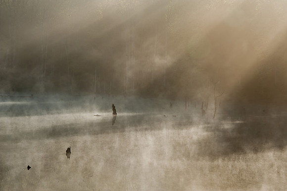 Early Morning Fog