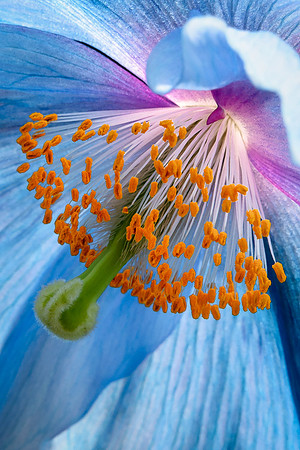 Himalayan Blue Poppy