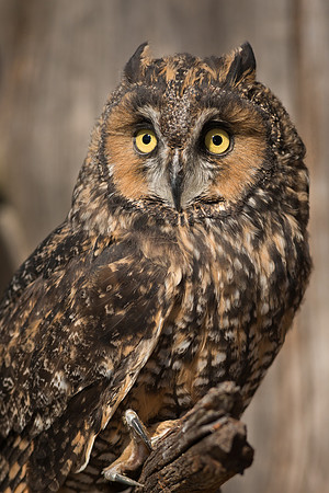 Long Eared Owl
