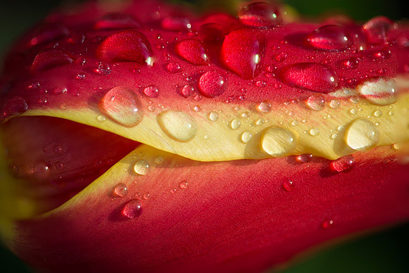 Morning Dew Tulip