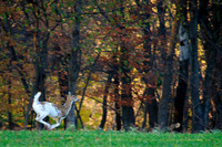 Piebald White-Tail Deer Running