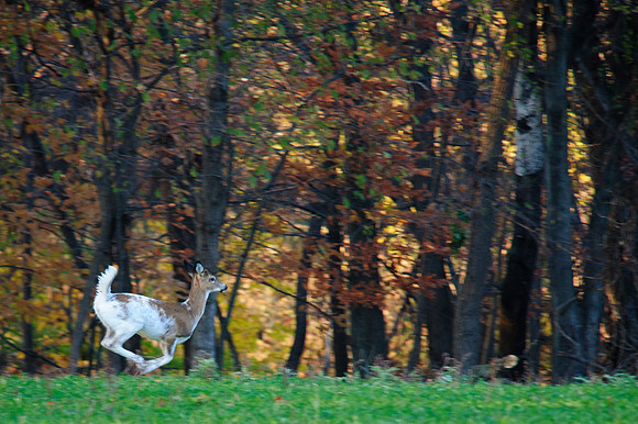 Piebald White-Tail Deer Running