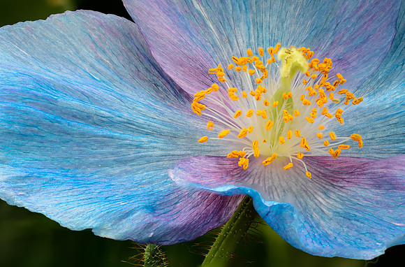 Himalayan Blue Poppy