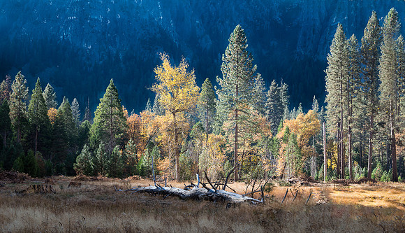 Cathedral Meadow