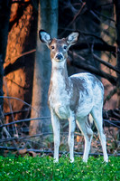 Piebald White-Tail Deer
