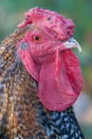 Rooster