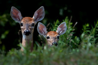 Two Fawns