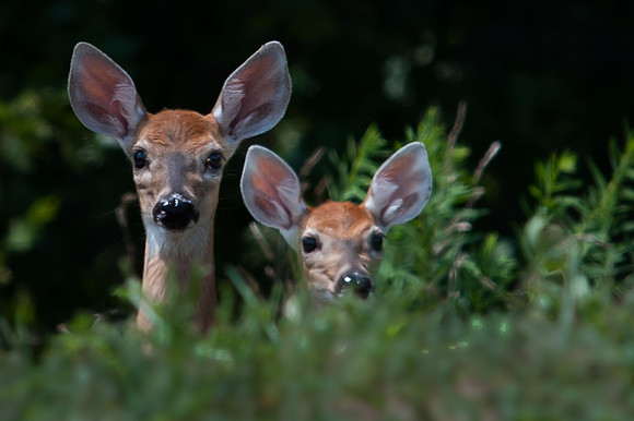 Two Fawns