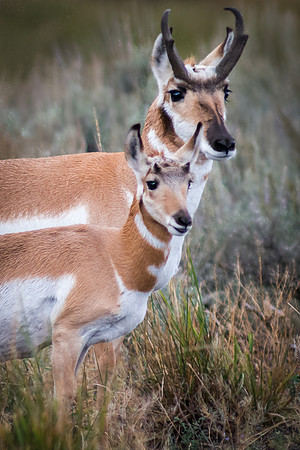 Antelope Buck with Fawn