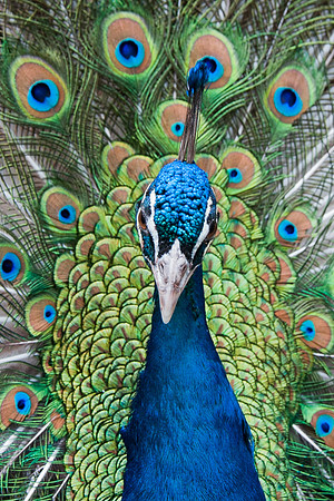 Peacock
