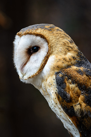 Barn Owl