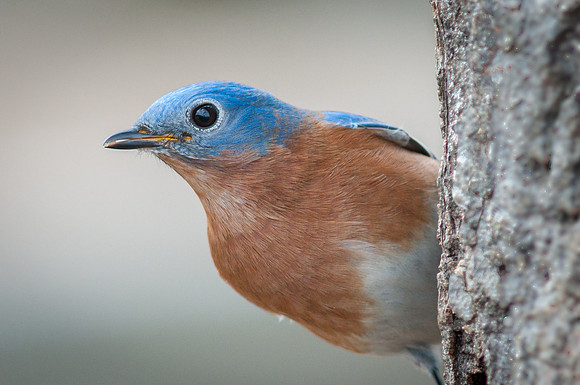 Eastern Bluebird