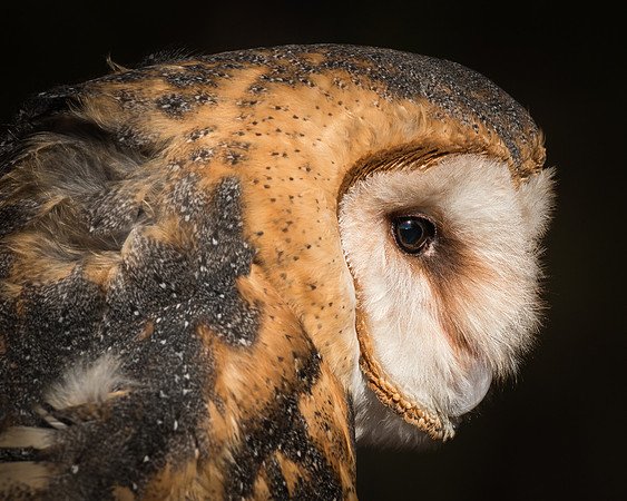 Barn Owl