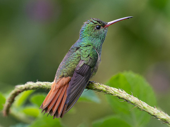 Rufous-tailed Hummingbird