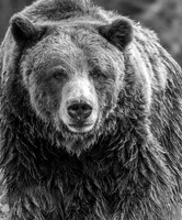 Black Bear B&W