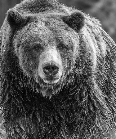 Black Bear B&W