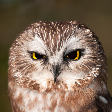 Northern Saw Whet Owl