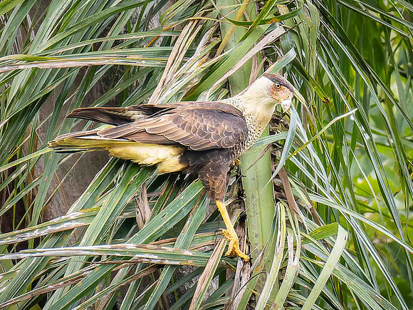 Crested Caracara