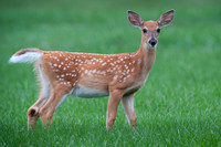 Fawn