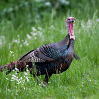 Wild Jake Turkey