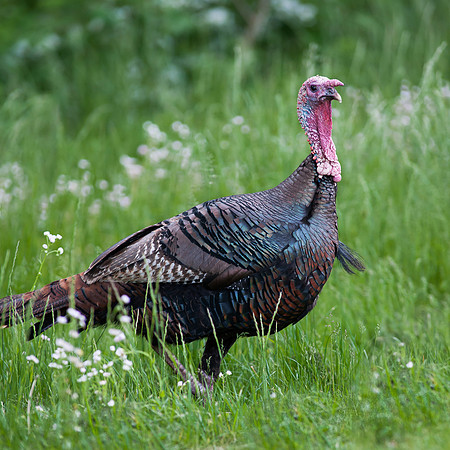 Wild Jake Turkey