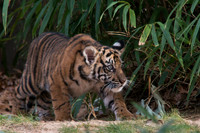 Sumatran Tiger Cub