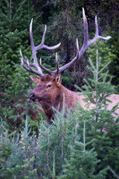 Bull Elk