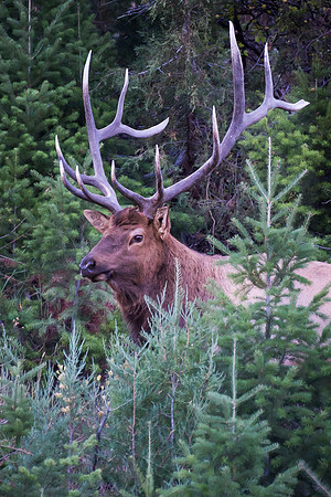 Bull Elk