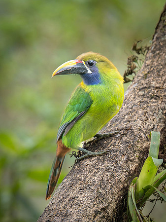 Northern Emerald Toucanet