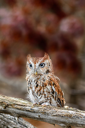 Eastern Screech Owl - Red