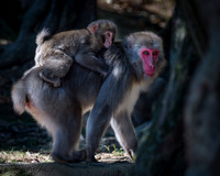 Japanese macaque