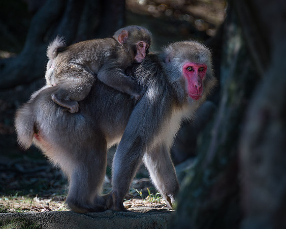 Japanese macaque