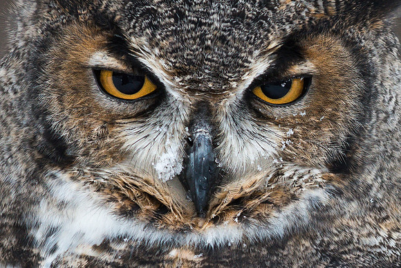 Great Horned Owl