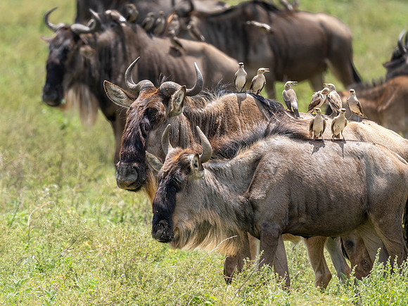 Wildebeest with Wattled Starlings on their backs